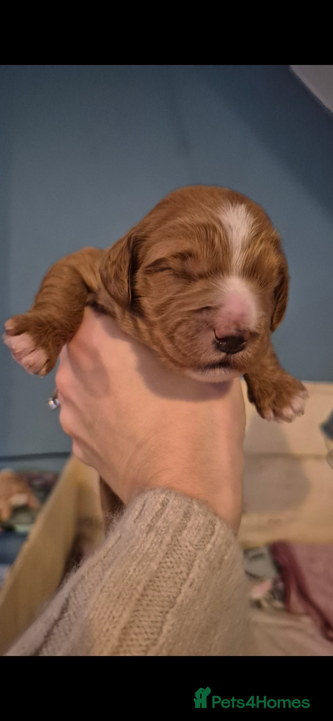 Australian Labradoodle dogs for sale: Australian Labradoodle Puppies  - Advert 13