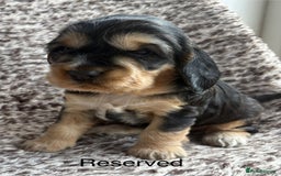 Cocker Spaniel dogs for sale: 🐾 Adorable Cocker Spaniel Puppies  - Image 3