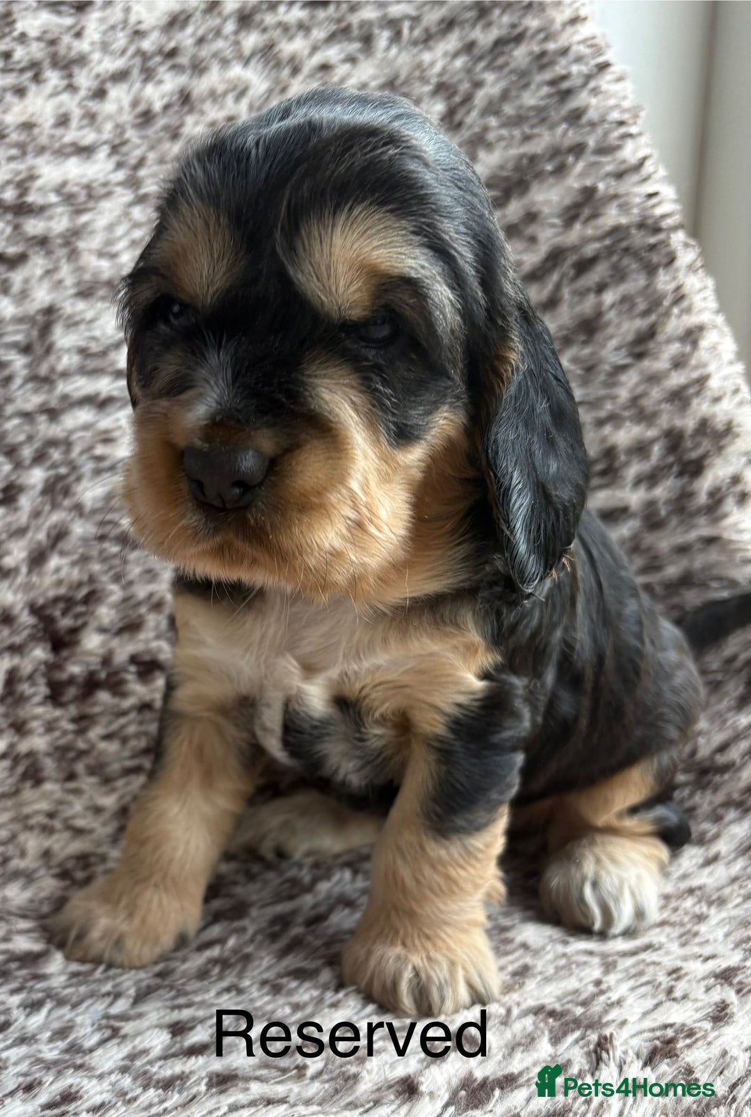 Cocker Spaniel dogs for sale: 🐾 Adorable Cocker Spaniel Puppies  - Image 3