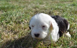 Old English Sheepdog dogs for sale: Stunning Old English Sheepdog Puppies KC Reg - Image 6