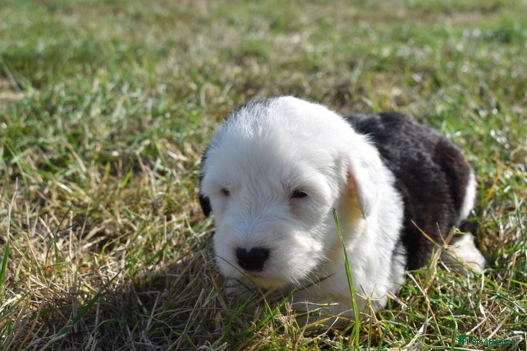 Old English Sheepdog dogs for sale: Stunning Old English Sheepdog Puppies KC Reg - Image 6