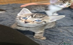 Bengal cats for sale: Bengal x tabby kittens - Image 15