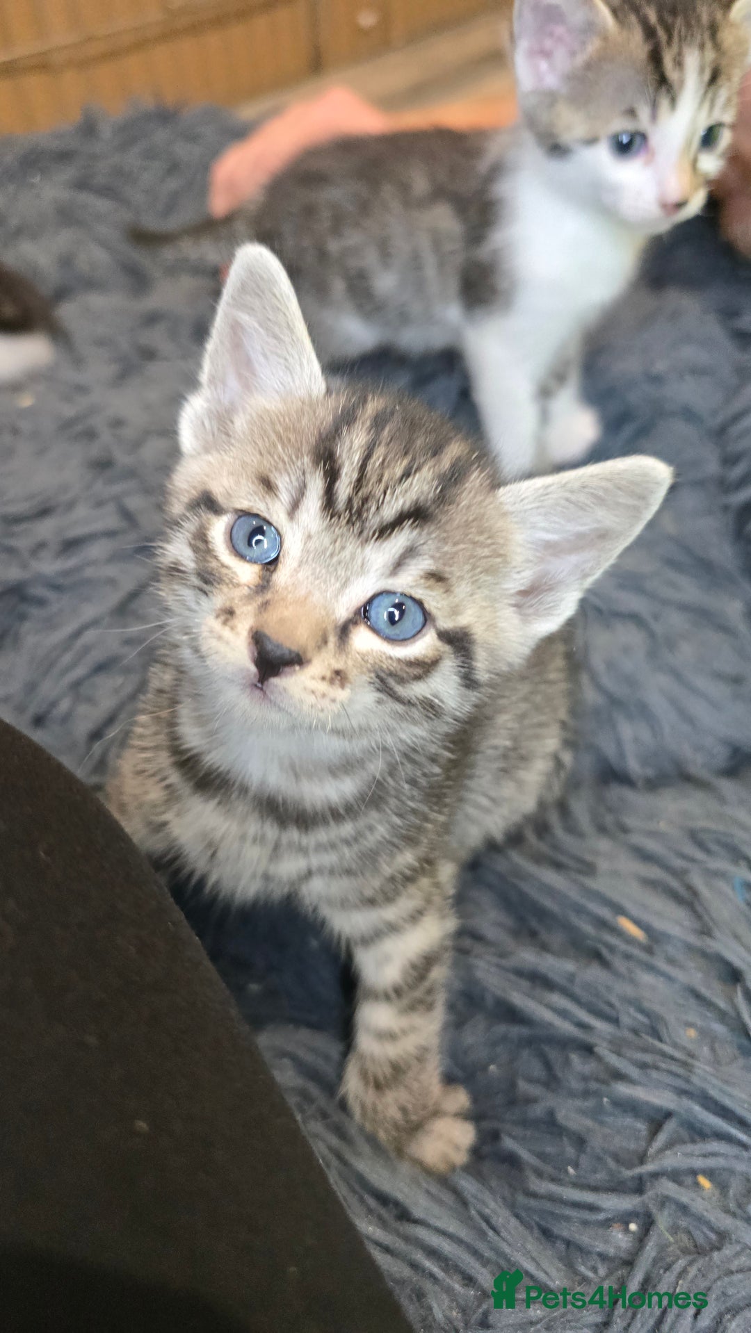 Bengal cats for sale: Bengal x tabby kittens - Image 15