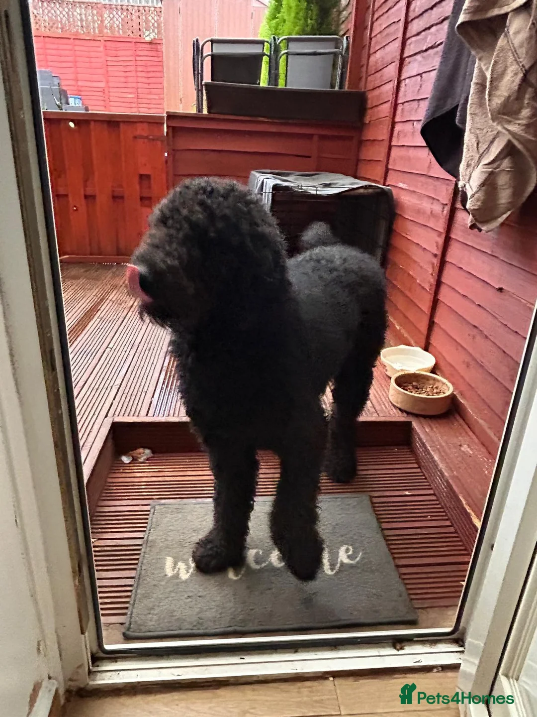 Goldendoodle dogs for sale: Tedy family friend  - Advert 4
