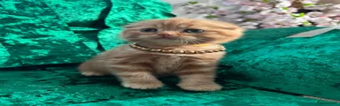 Scottish Fold Kitten 4