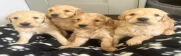 Goldendoodle dogs for sale: Stunning Goldendoodle Puppies - Advert 36