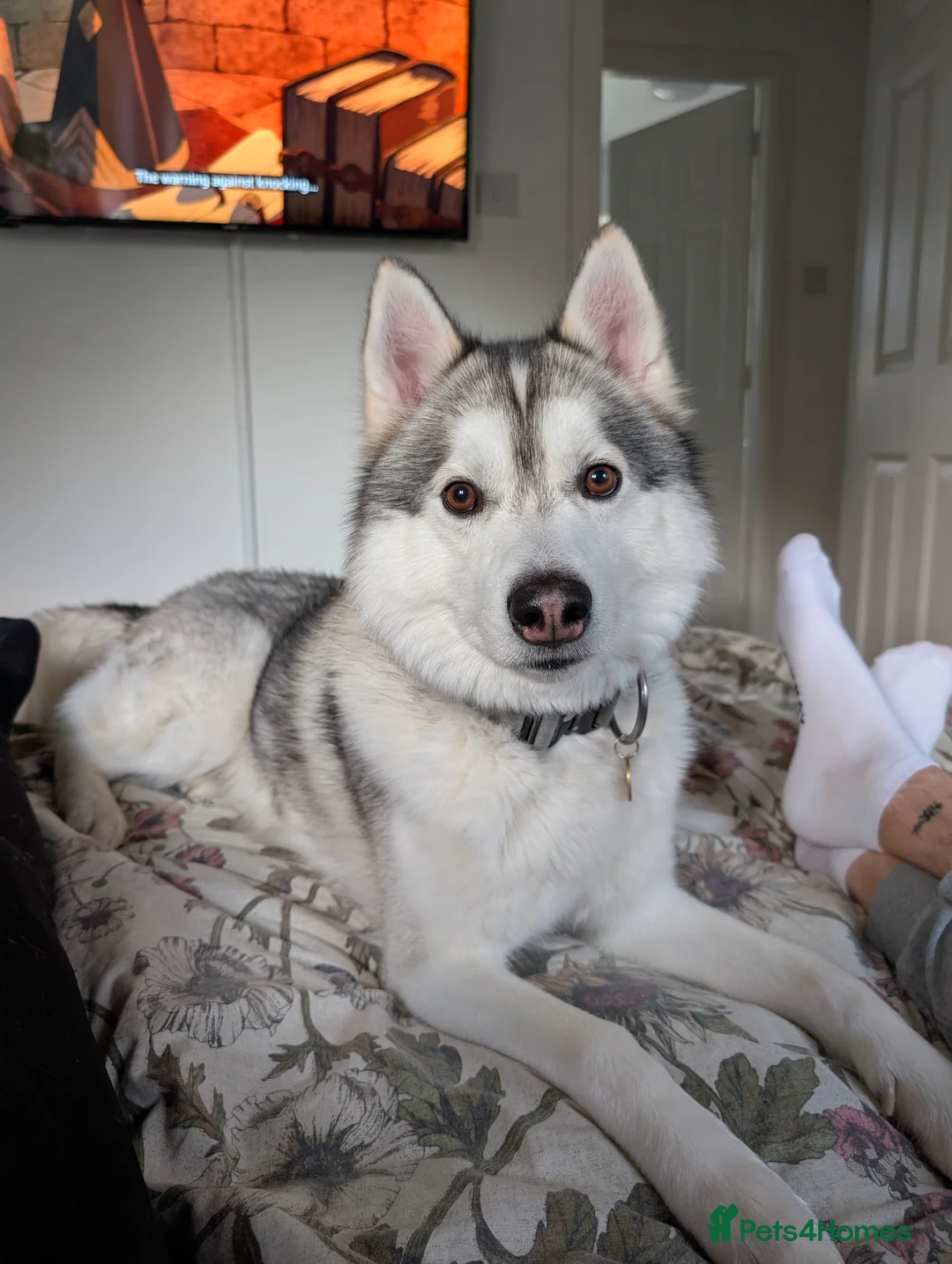 Mixed Breed dogs for stud: STUD HUSKY/MALAMUTE MIX - Advert 4