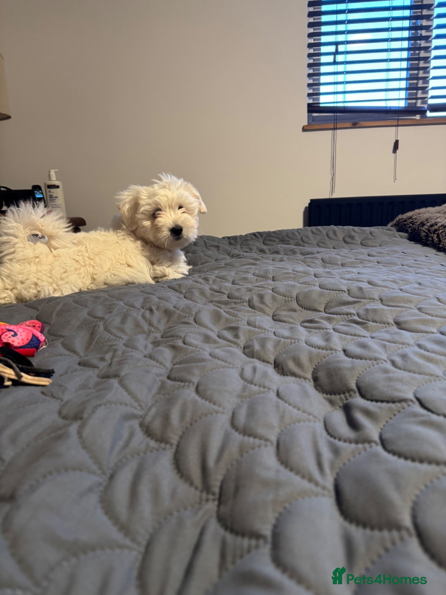 Maltese dogs Maltese female puppy - available!!! - Advert 2