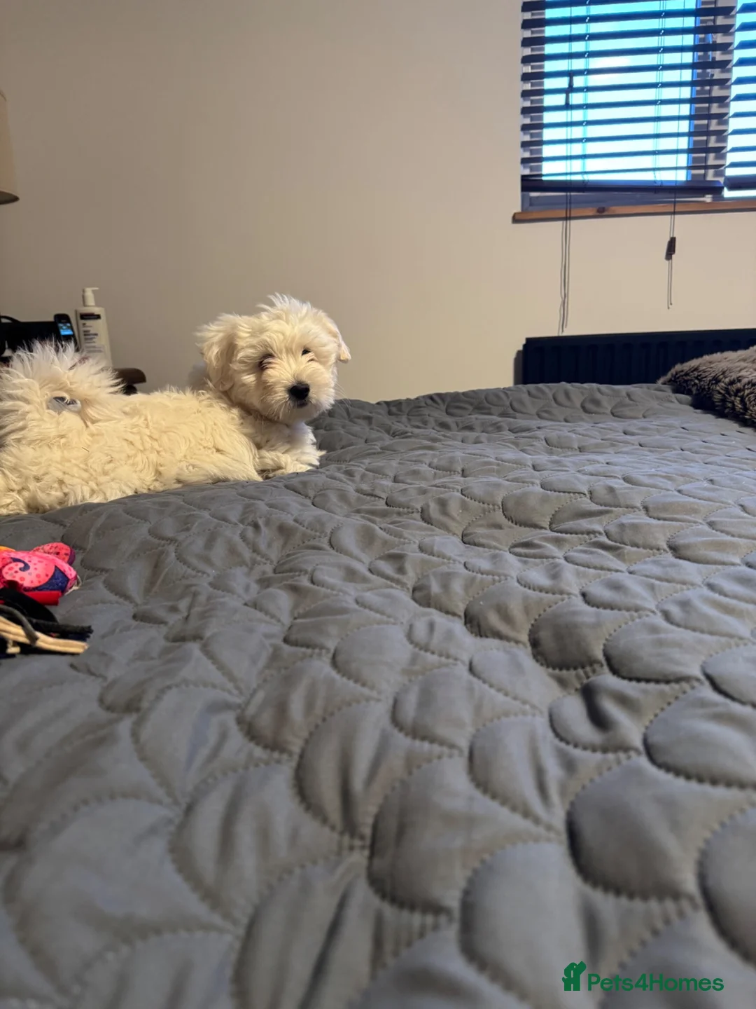 Maltese dogs for sale: Maltese female puppy - available!!! - Advert 2