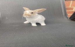 French Lop rabbits for sale: Baby lops in Hexham - Image 24