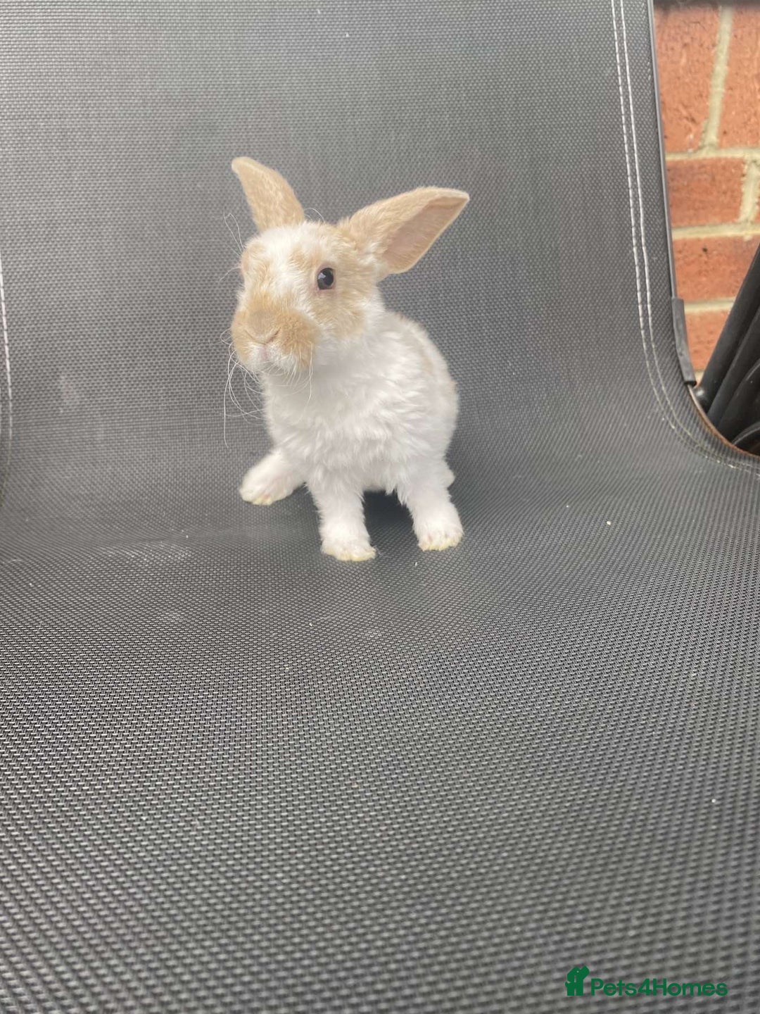 French Lop rabbits for sale: Baby lops in Hexham - Image 24
