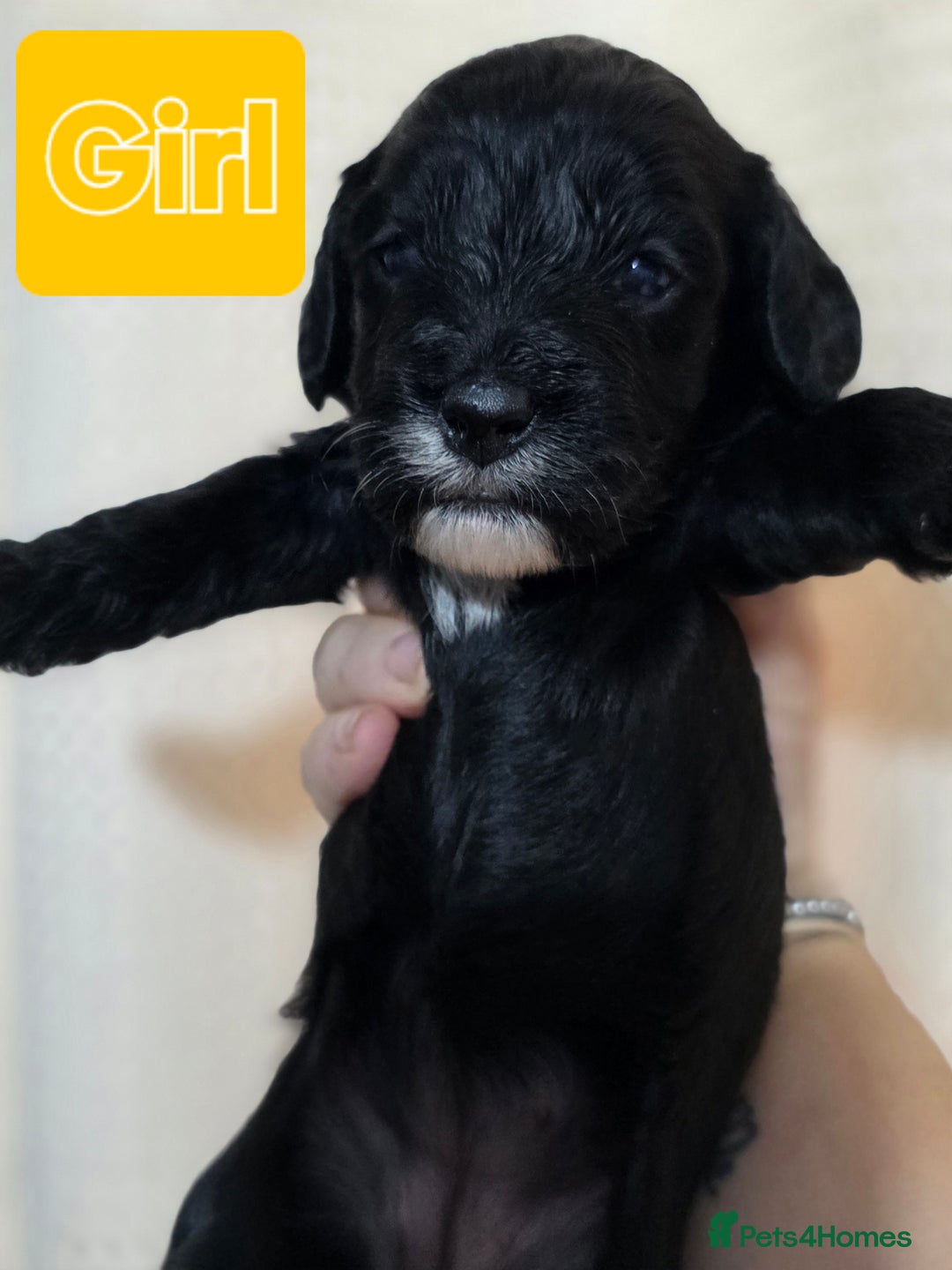 Mixed Breed dogs for sale: 2 PUPS LEFT OF mixed breed looking for new homes - Advert 12