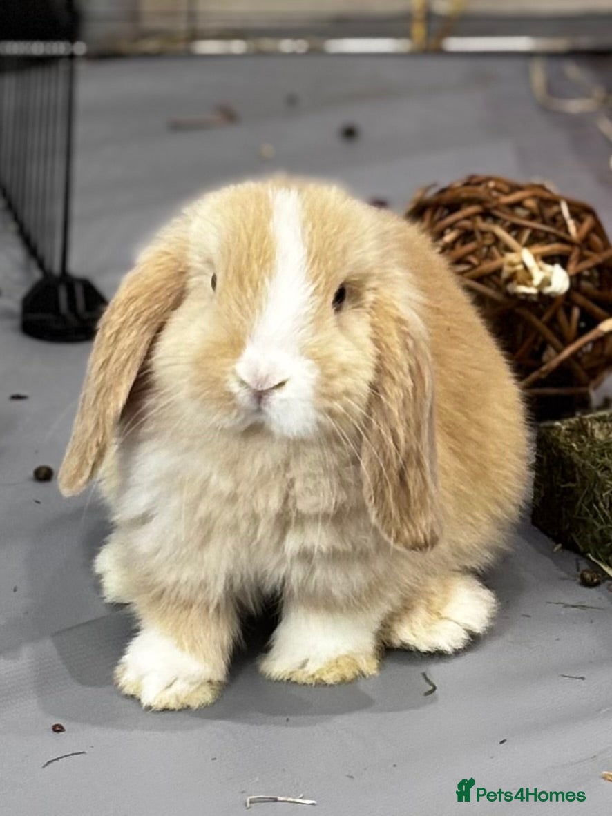 Mini Lop rabbits Born 15th March - 1 baby boy - ready 9th/10th May - Advert 10