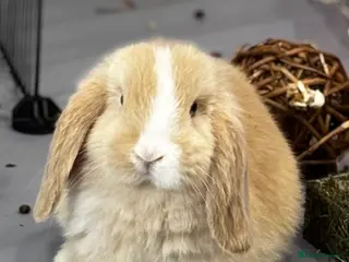 Mini Lop rabbits Born 15th March - 1 baby boy - ready 9th/10th May - Advert 10