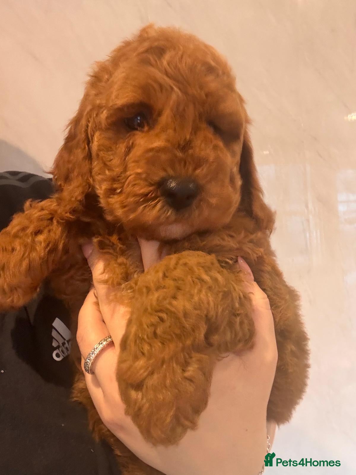 Cavapoo dogs Beautiful cavapoo puppies - Advert 9