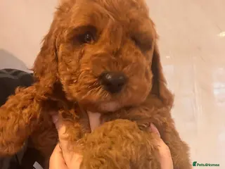 Cavapoo dogs Beautiful cavapoo puppies - Advert 9