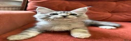 Maine Coon cats for sale: 🐈‍⬛Registered Maine Coons - Advert 20