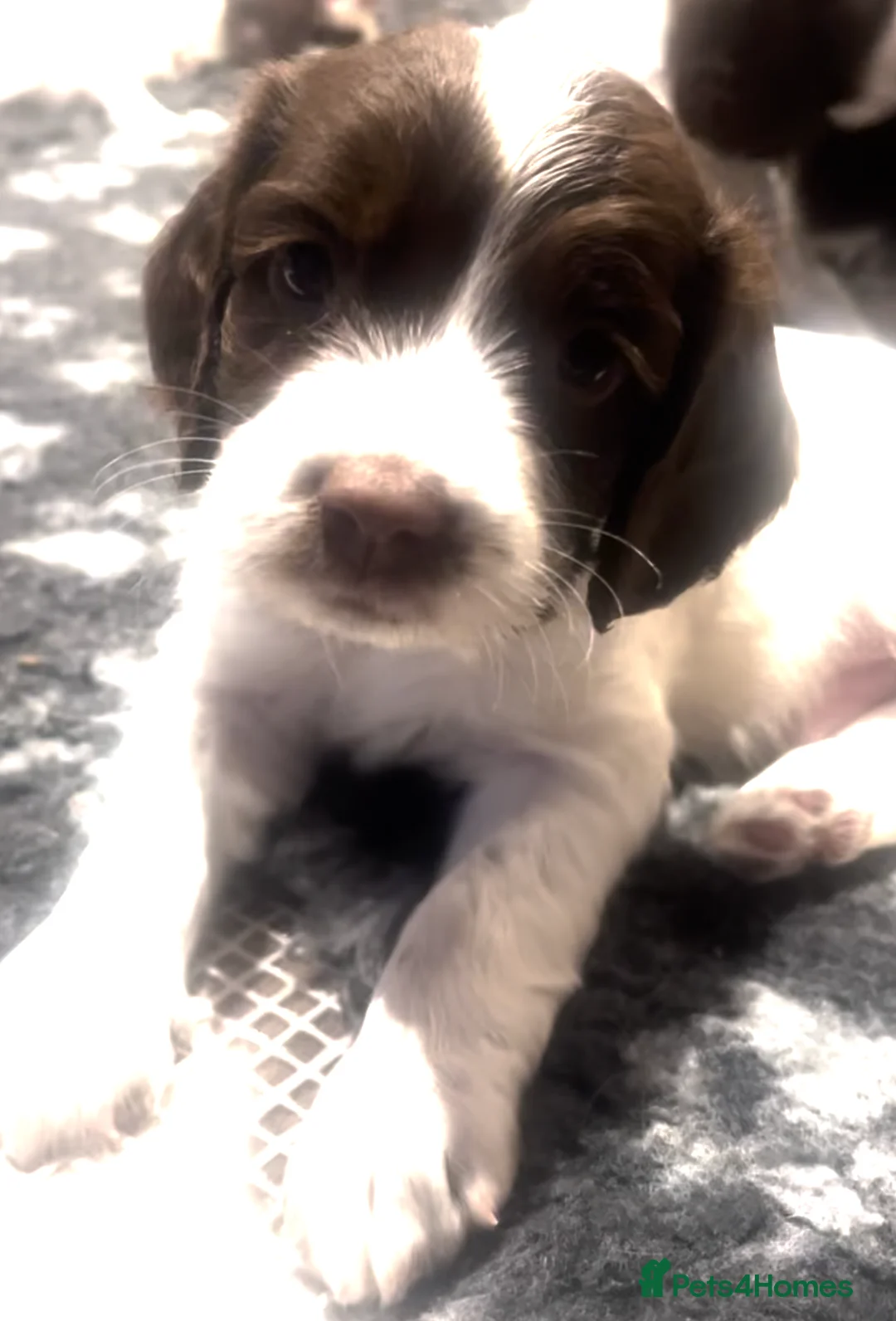 English Springer Spaniel dogs for sale: Pretty liver and white Springer Spaniels - Advert 4