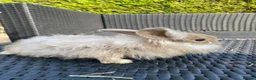 Angora rabbits for sale: Mixed, angora and a Teddywidder £70 - Advert 4
