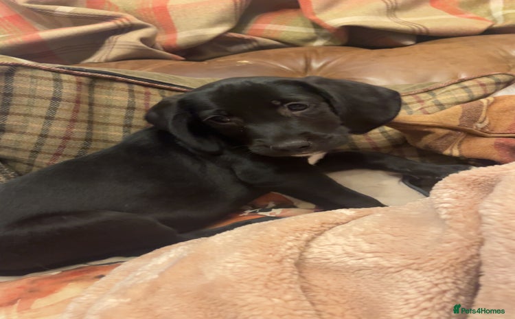 Mixed Breed dogs - Advert 2