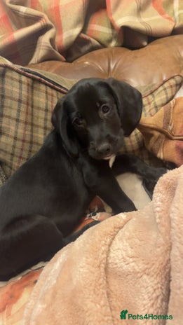 Mixed Breed dogs - Advert 2