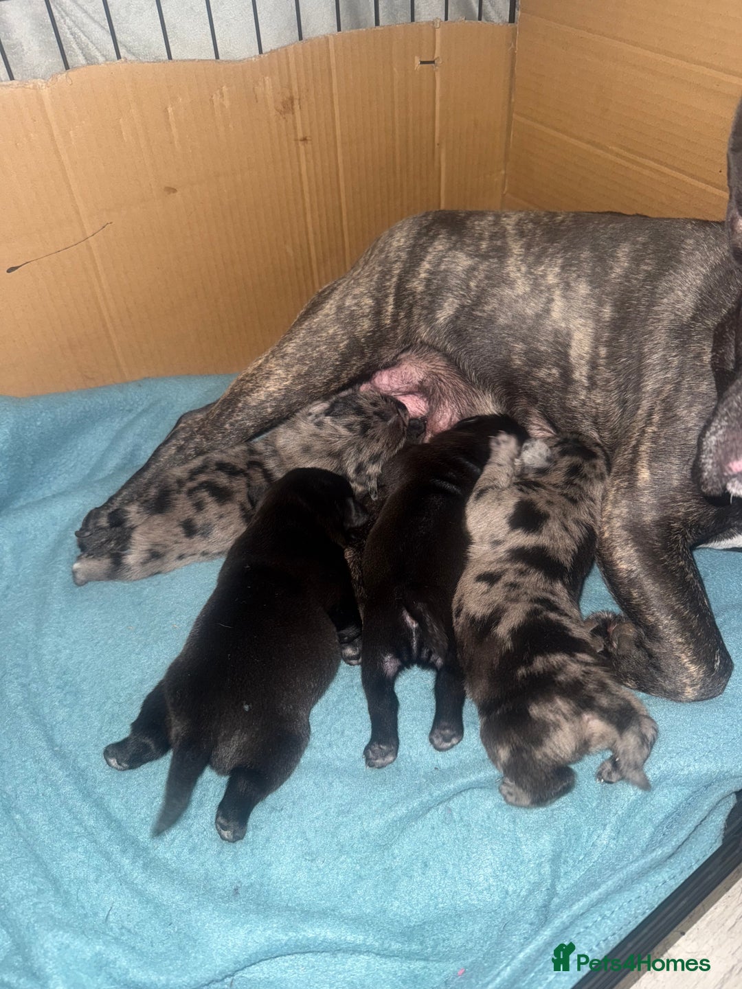 Frug dogs for sale: Black and Merle frugs. - Advert 6