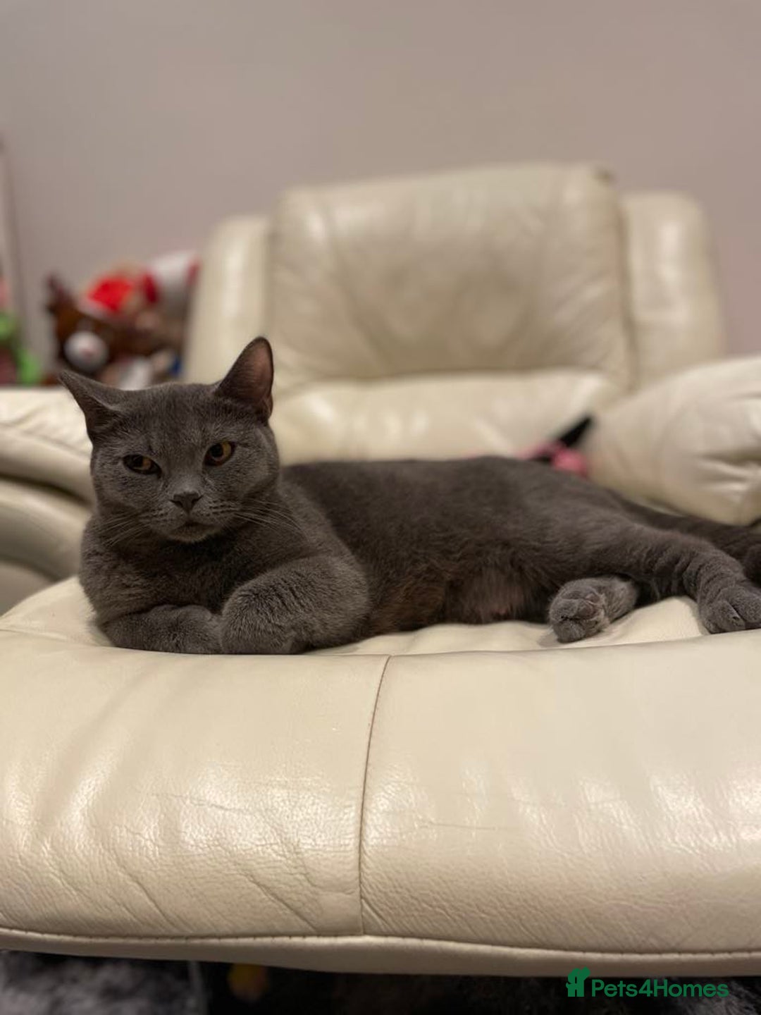 British Shorthair cats for sale: 💎 British Shorthair Cats for Sale 💎 - Image 3