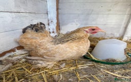 Chickens poultry for sale: Chicken for free  - Image 1