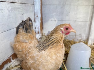 Chickens poultry - Advert 1