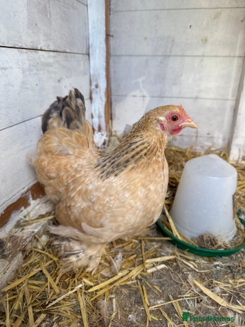 Chickens poultry - Advert 2
