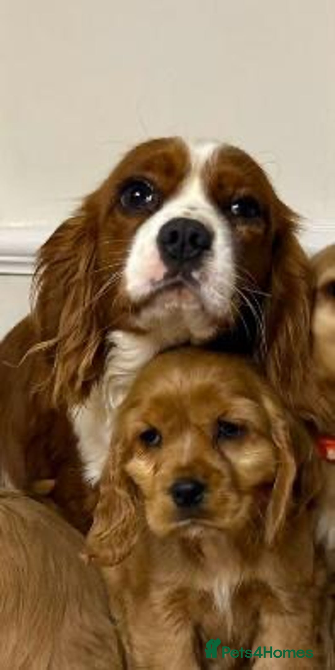 Cavapoo dogs for sale: F2 Cavapoo puppies 🐶 - Advert 15