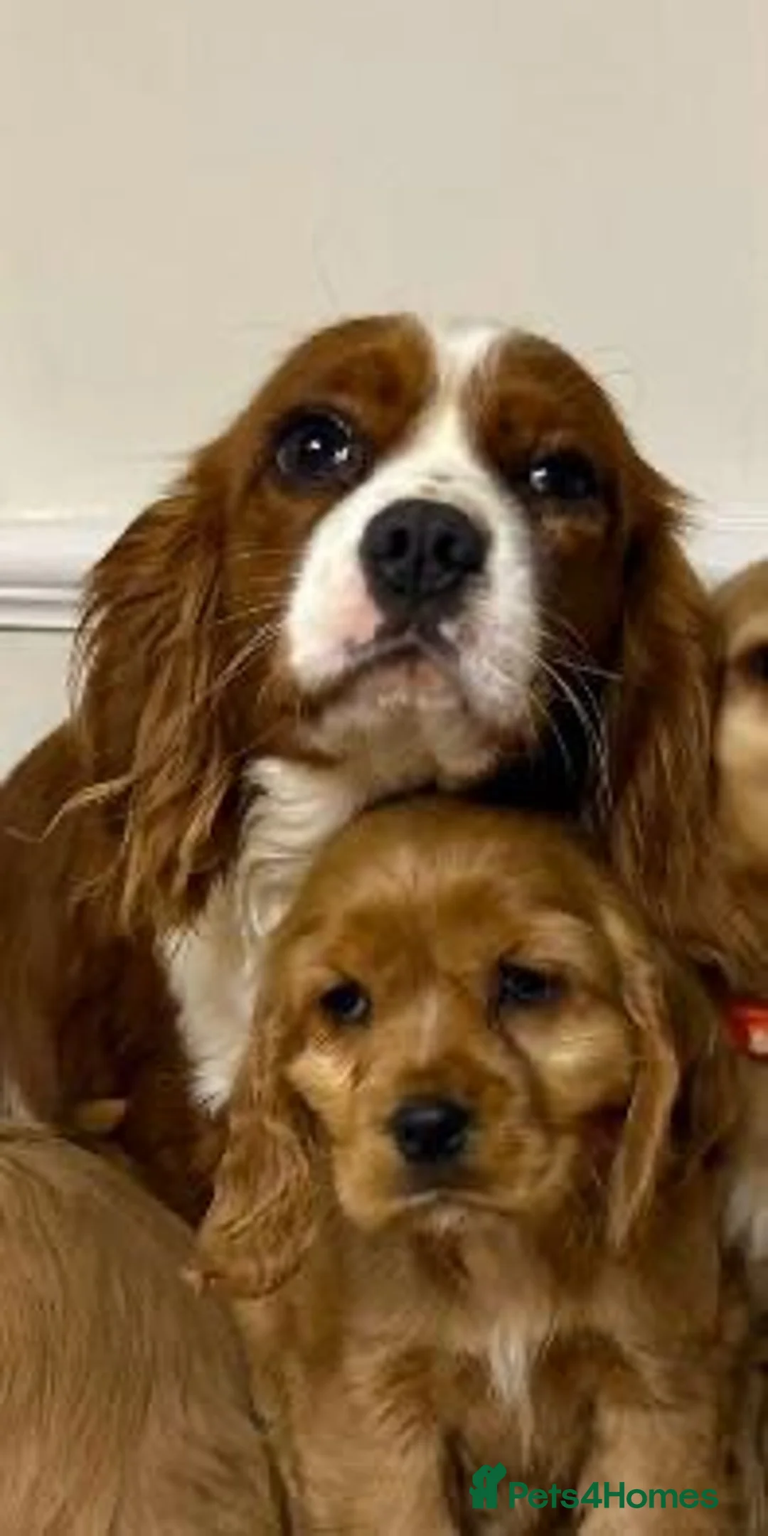 Cavapoo dogs for sale: F2 Cavapoo puppies 🐶 - Advert 15