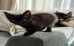 Mixed Breed cats for sale: 3 beautiful kittens - Image 7