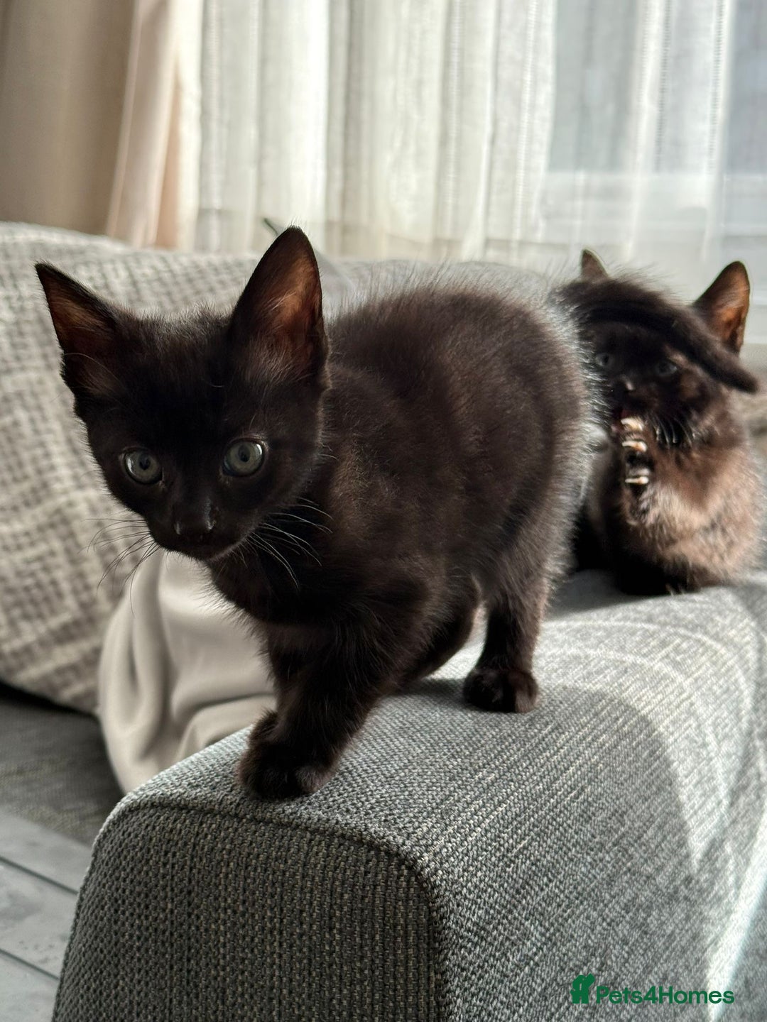 Mixed Breed cats for sale: 3 beautiful kittens - Image 7