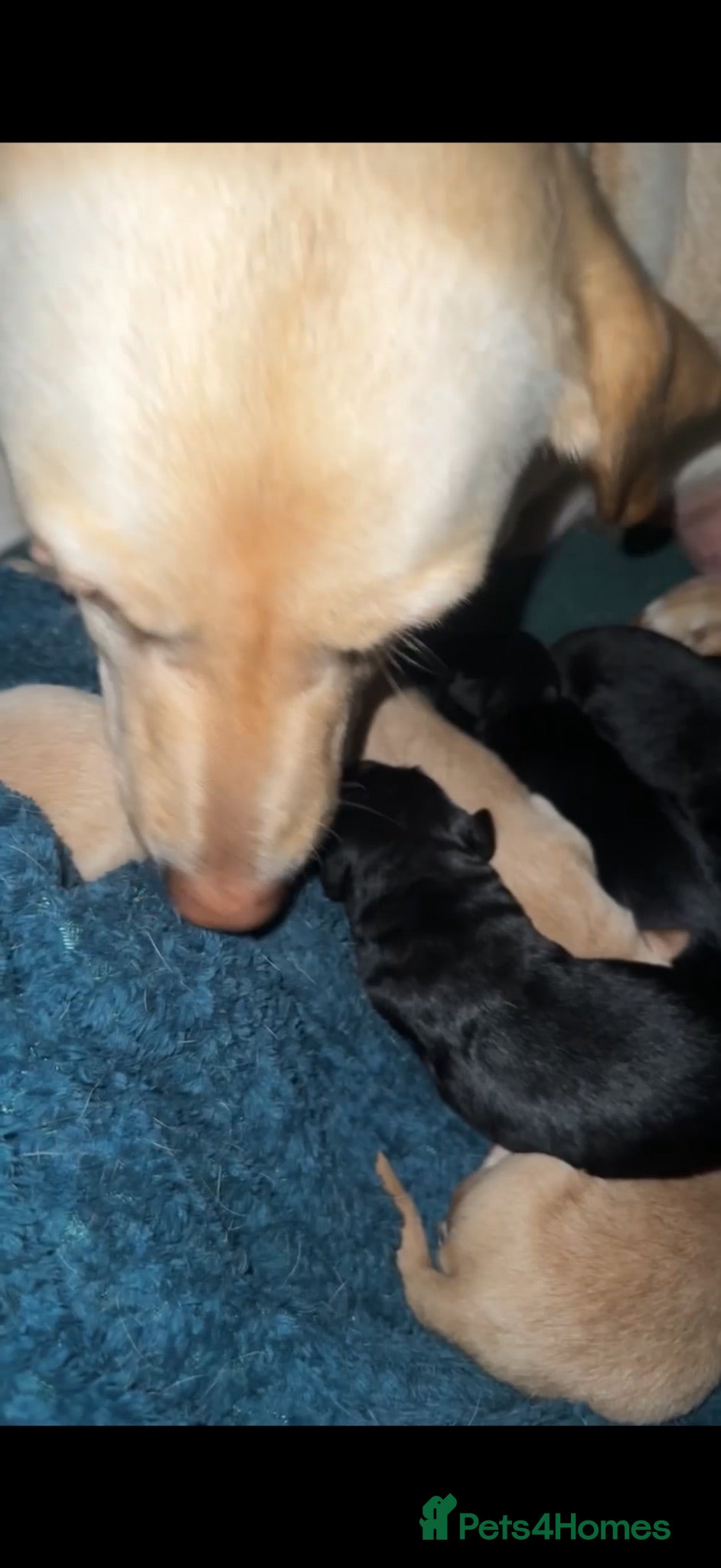 Labradoodle dogs Gorgeous Labradoodle pups - Advert 11