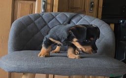 Mixed Breed dogs for sale: F1 Dachshund x Jack Russell  - Image 8