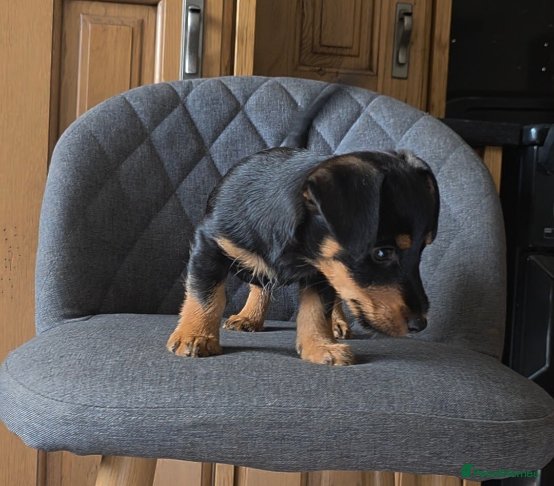Mixed Breed dogs for sale: F1 Dachshund x Jack Russell  - Image 8