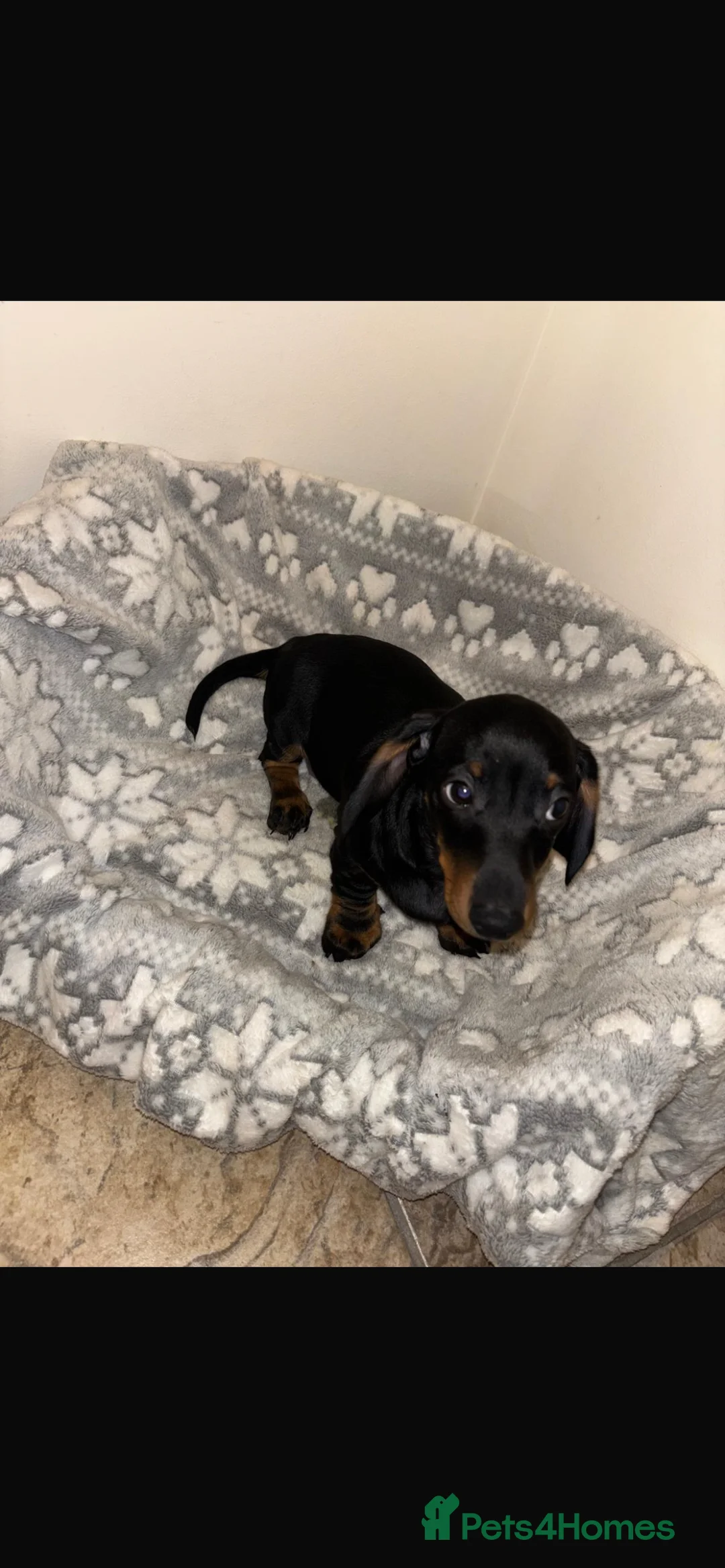 Miniature Dachshund dogs for sale: Looking for forever home  - Advert 4
