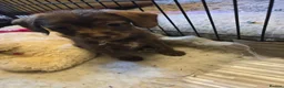 Mixed Breed dogs for sale: Chizer Puppies  in Huddersfield - Advert 12