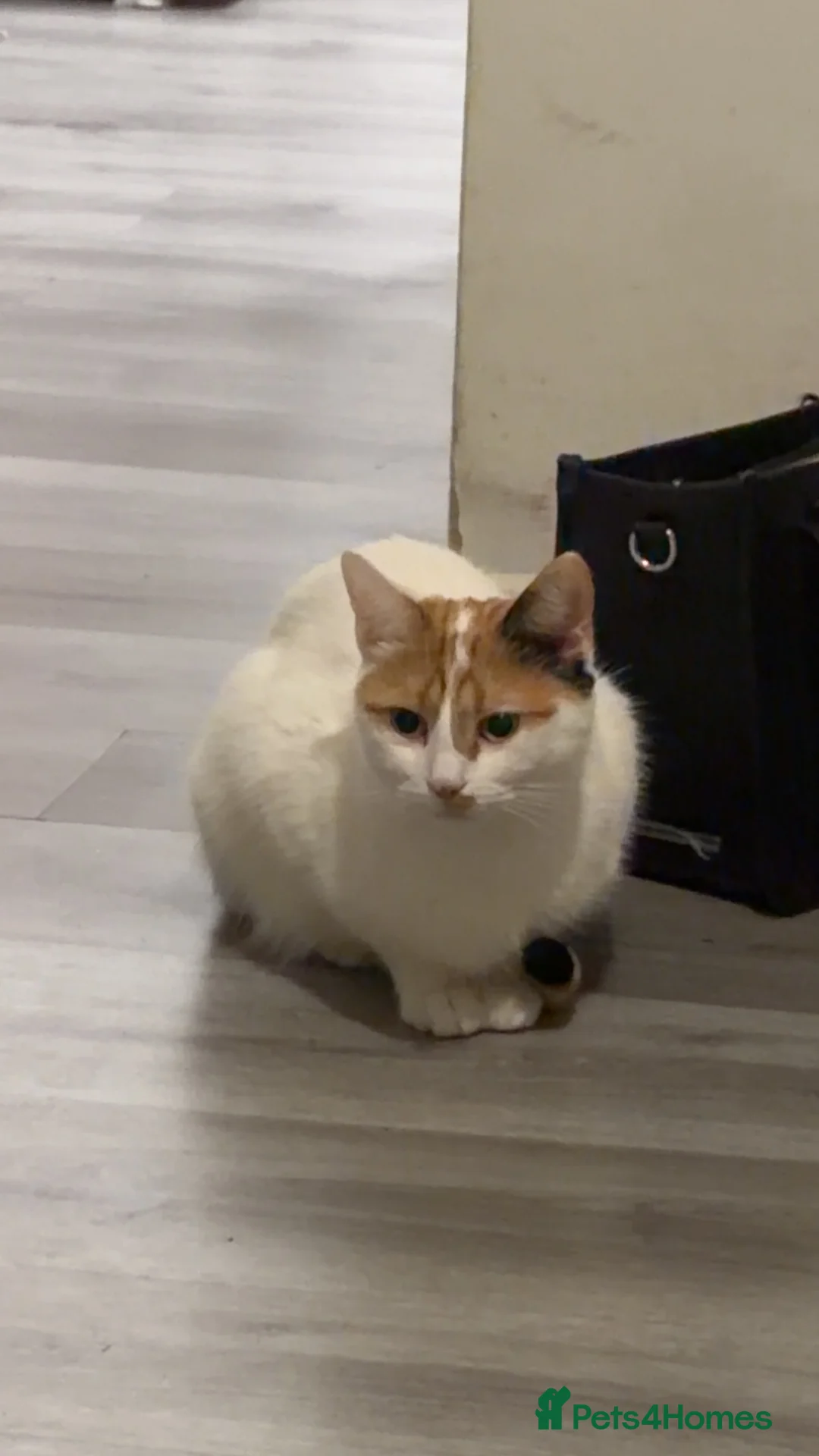 Mixed Breed cats for sale: looking for her forever home  in Ilkeston - Advert 2