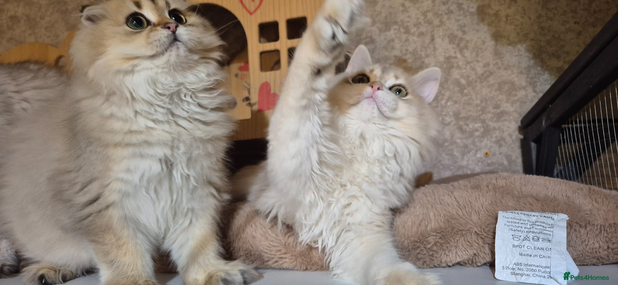 Scottish Fold cats for sale: In your lap Scottish Fold/Straight kittens  - Advert 17