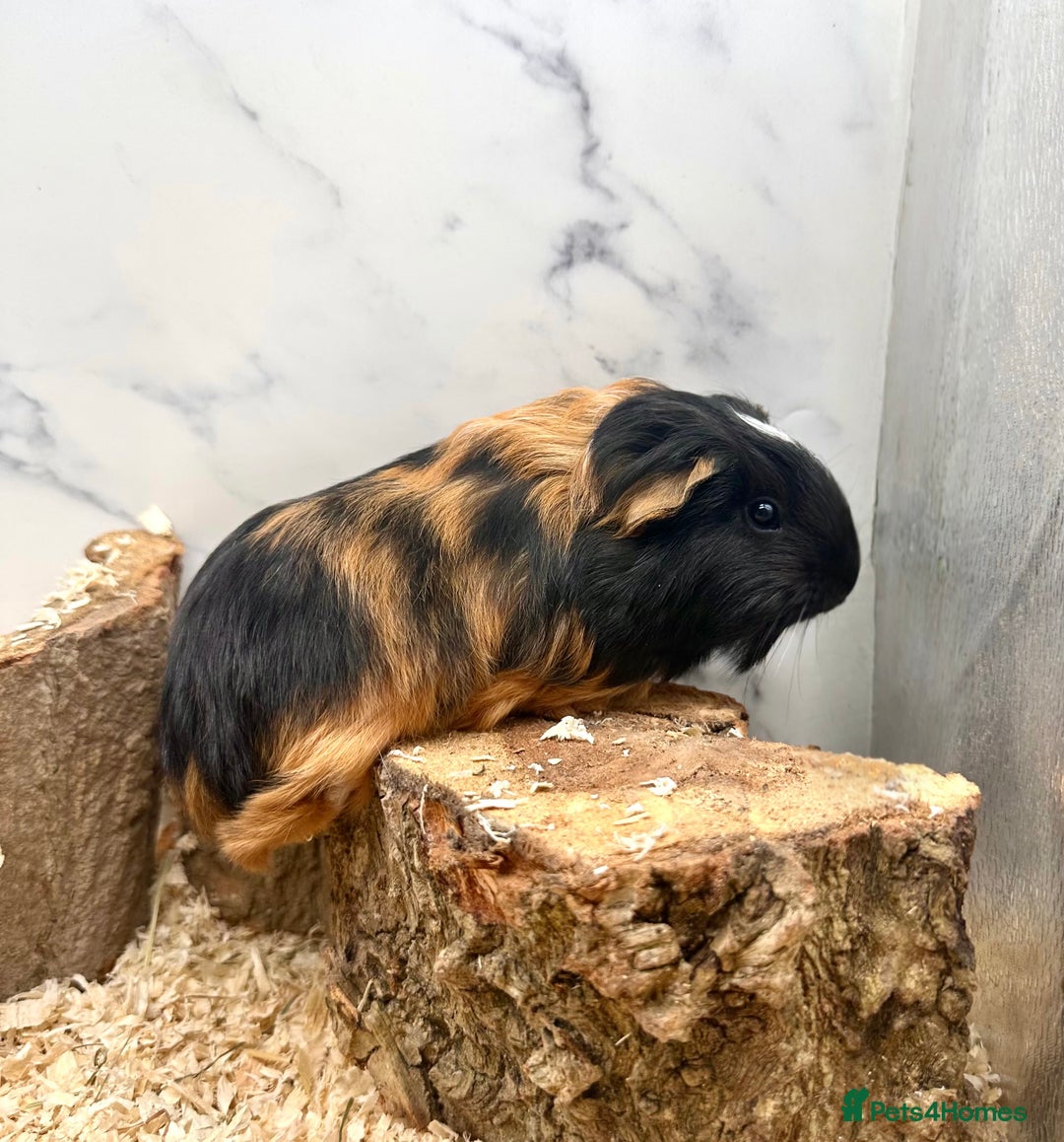 Guinea Pig rodents for sale: Multiple Baby Guinea Pigs For Sale 🥰💗 - Image 25