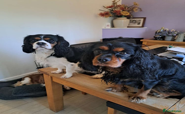 Cavalier King Charles Spaniel dogs - Advert 1