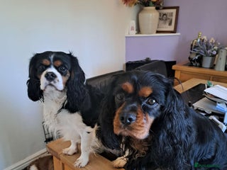 Cavalier King Charles Spaniel dogs - Advert 30