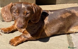 Miniature Dachshund dogs for stud: Carries cream+Blue+**** ultrasound+Ov in Heathfield - Image 1