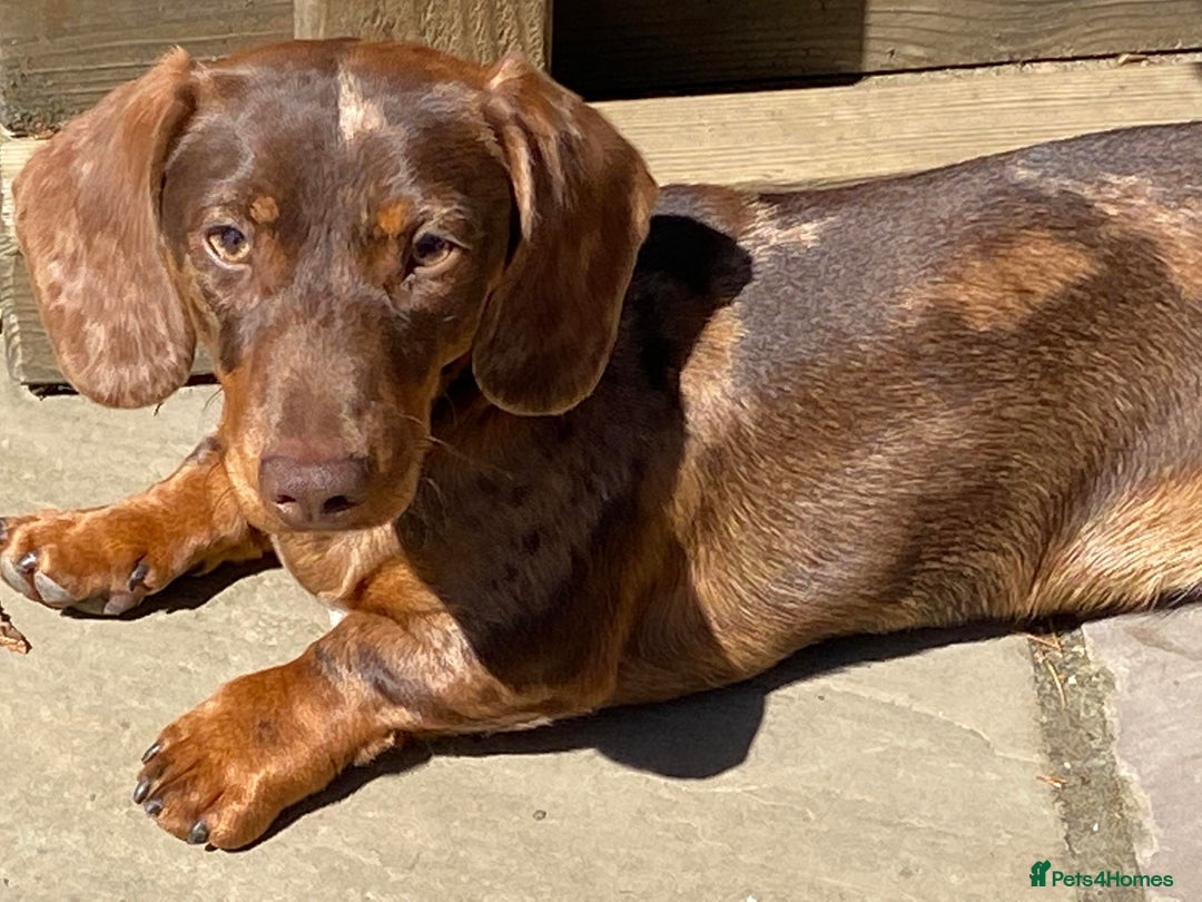 Miniature Dachshund dogs for stud: Carries cream+Blue+**** ultrasound+Ov in Heathfield - Image 1