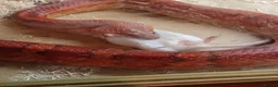 Corn Snake reptiles for sale: Corn snake for sale only  - Advert 3