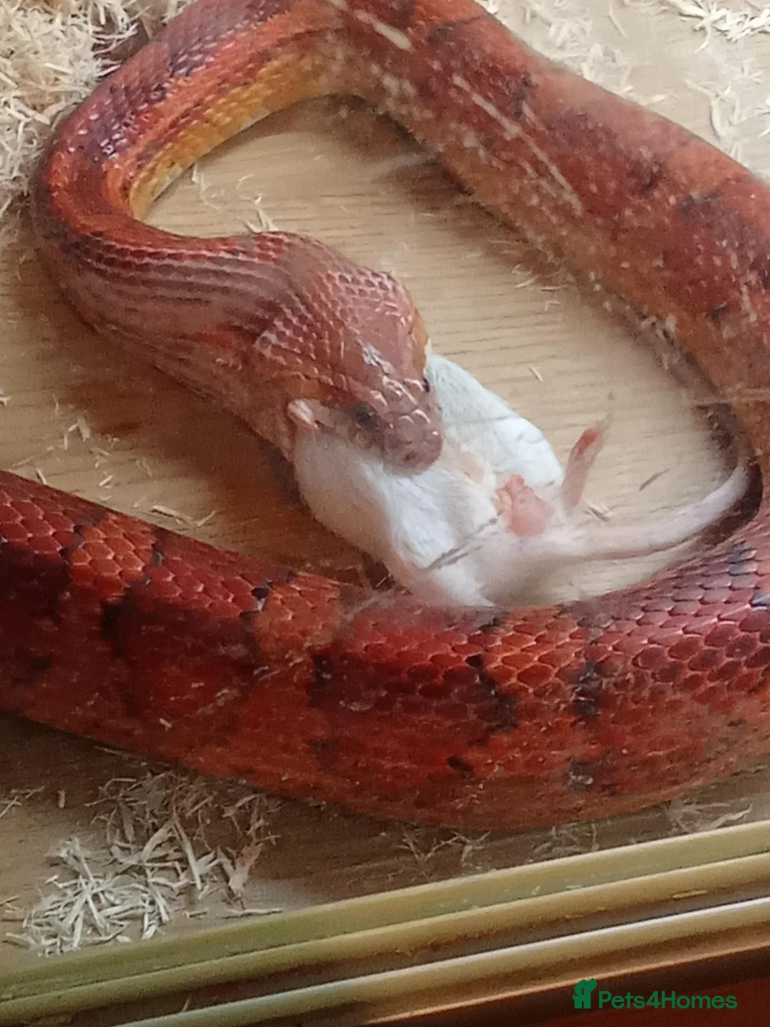 Corn Snake reptiles for sale: Corn snake for sale only  - Advert 3