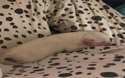 Dalmatian dogs for sale: beautiful dalmatian puppies - Advert 8