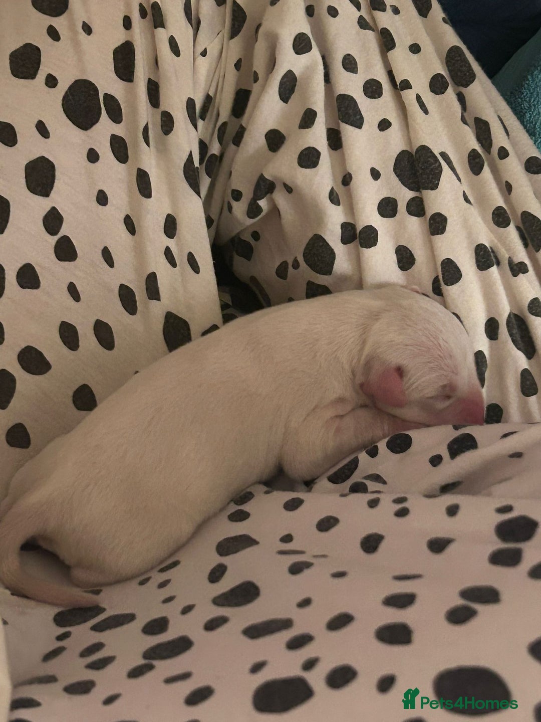 Dalmatian dogs for sale: beautiful dalmatian puppies - Advert 8